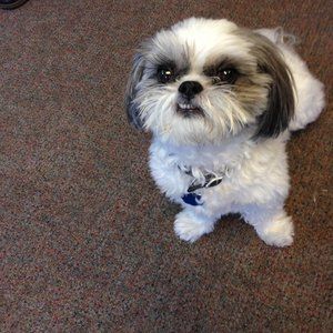 Meet your Posher, Callie